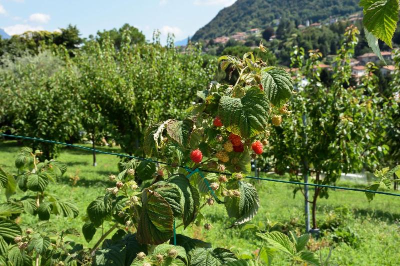 Agriturismo Il Colle image