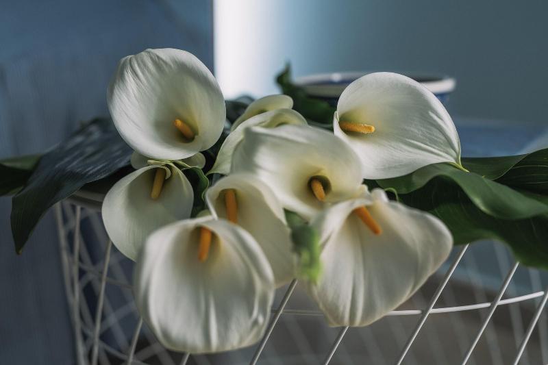 B&B Anthea image