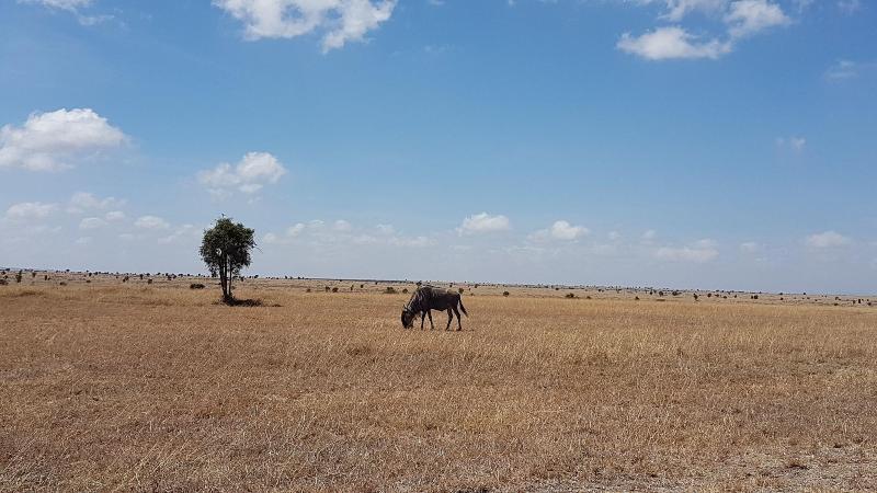 Swara Acacia Lodge image