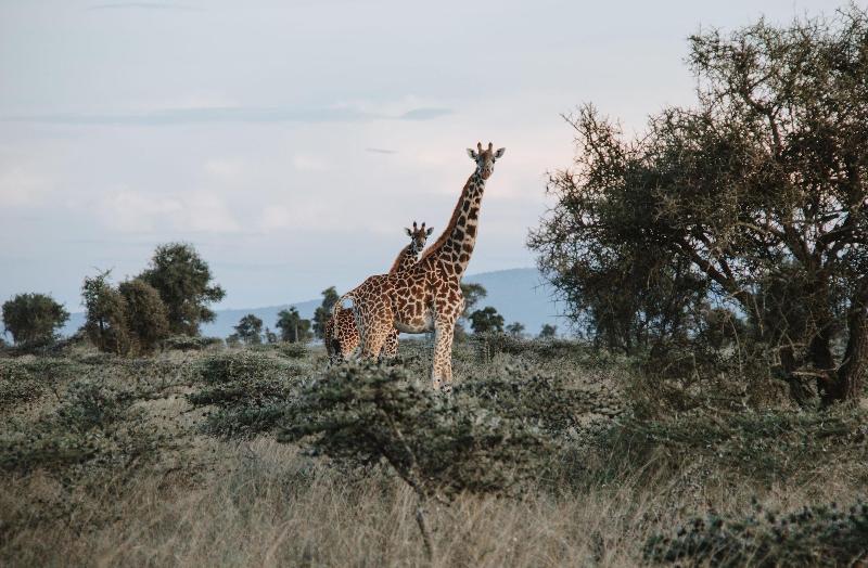 Swara Acacia Lodge image