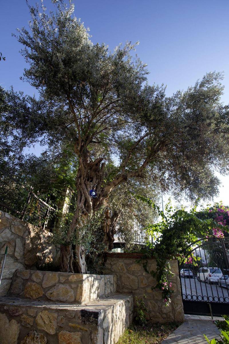 Pharos Boutique Hotel image