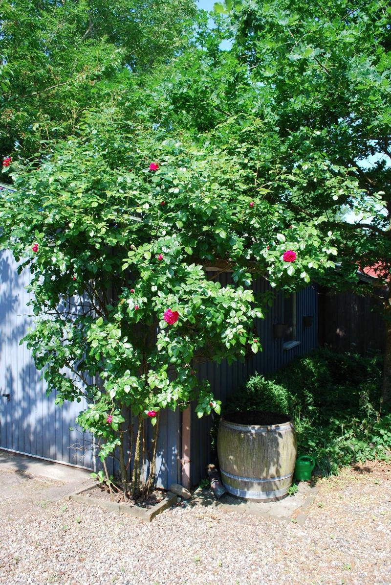 Hotel - Pension Altes Pastorat image