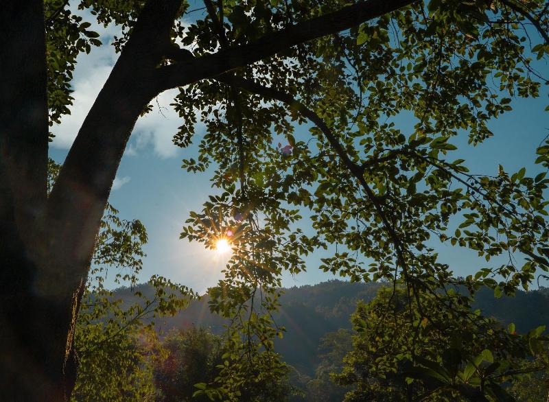 The Sylvan Retreat — photo 9