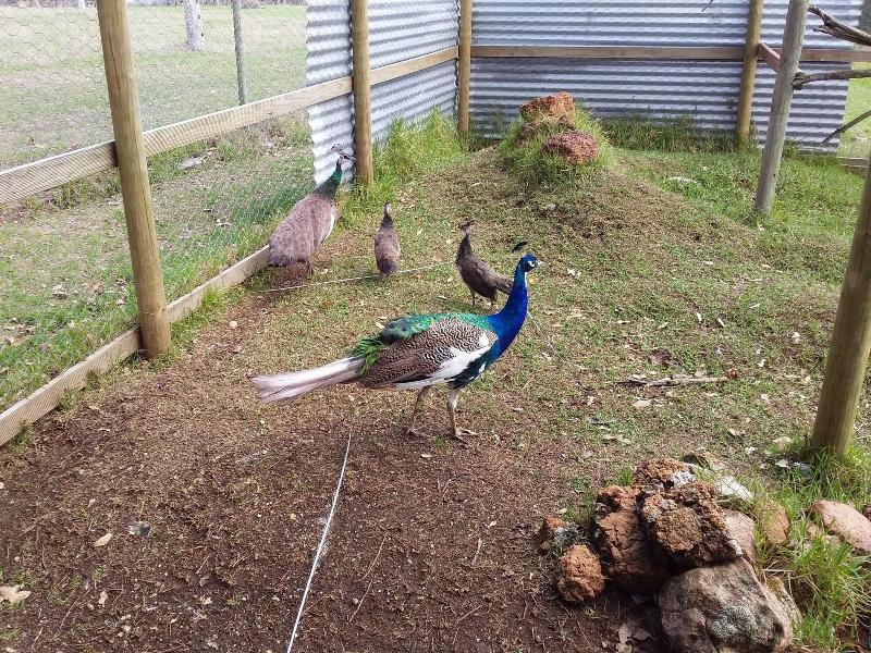 The Grange on Kalgan B&B Pets Ok Albany image