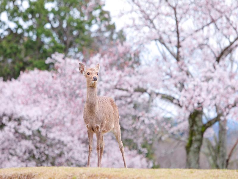 Henn na Hotel Nara image