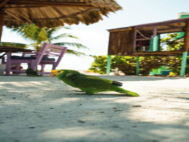 King Lewey's Island Resort image