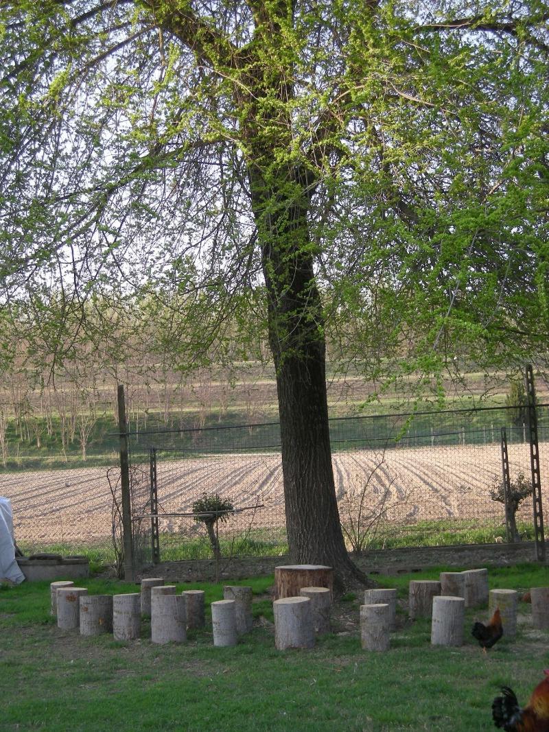 Agriturismo Le Clementine image