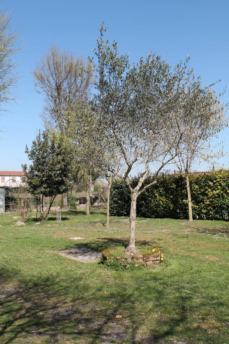 Agriturismo Le Clementine image