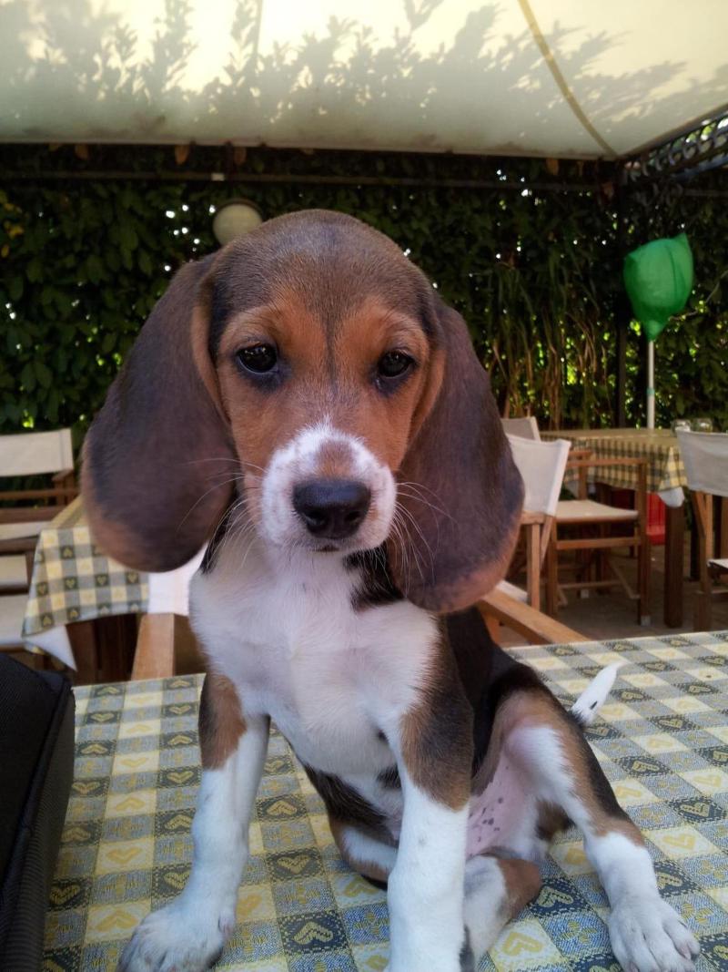 Agriturismo Le Clementine image