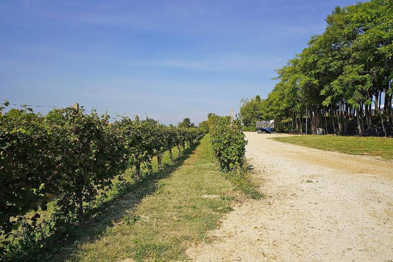 Agriturismo Corte Tonolli image