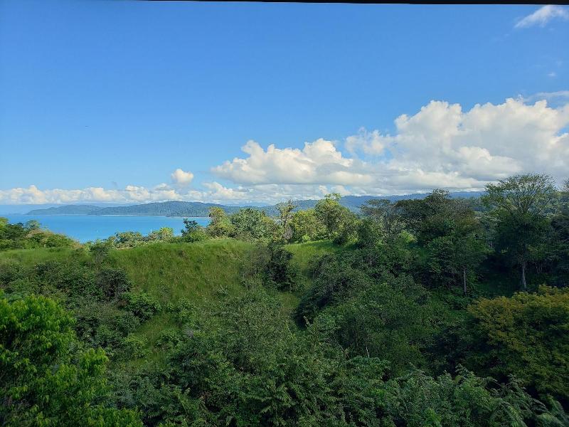 Drake Bay Greenleaf