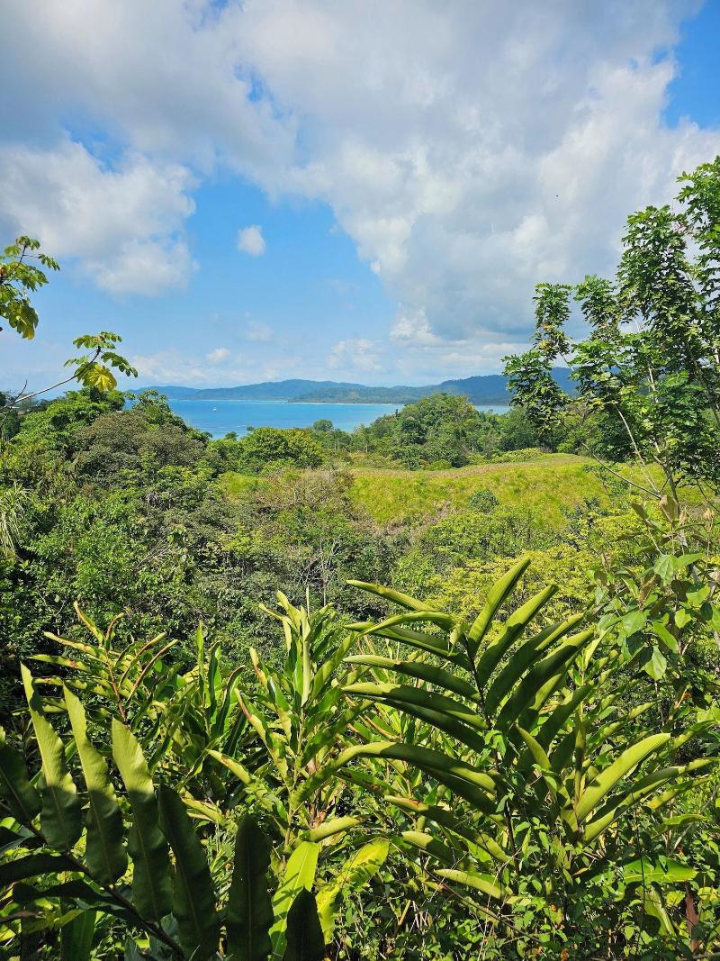 Drake Bay Greenleaf