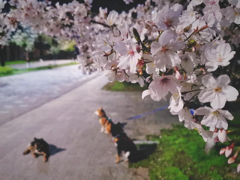 Blossom Hill Yuejingzhuang Hotel image