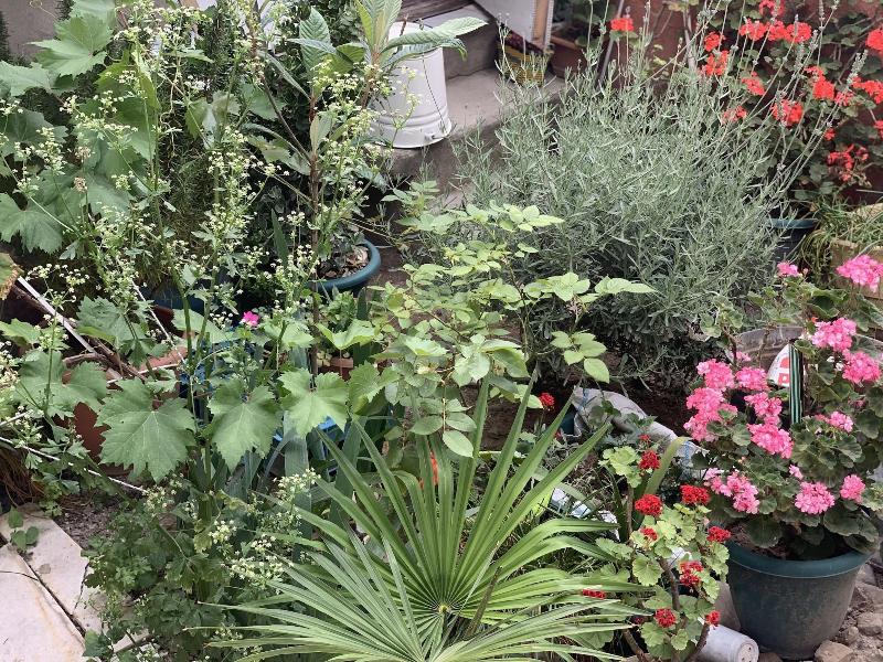 Your House in Tbilisi image