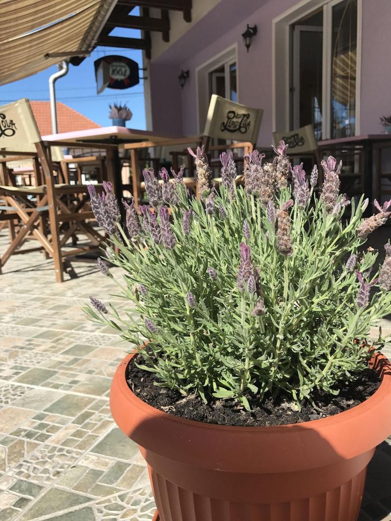 Petit Normandi Bistro & Panzió — photo 2