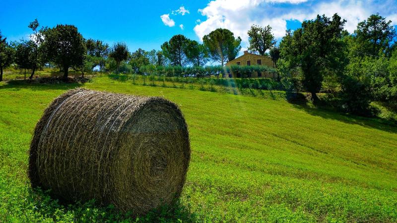 Agriturismo Pascucci image