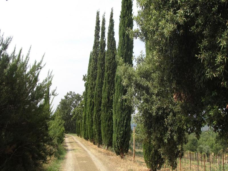 Podere Campovecchio image