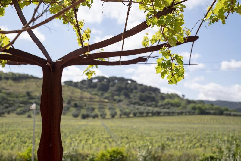 Il Cru di Vignanova image