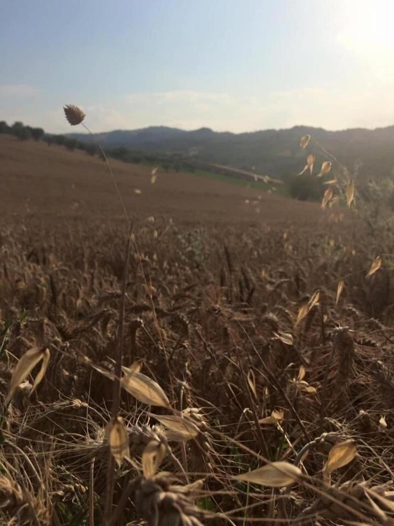 B&B Azienda Perconti — photo 4