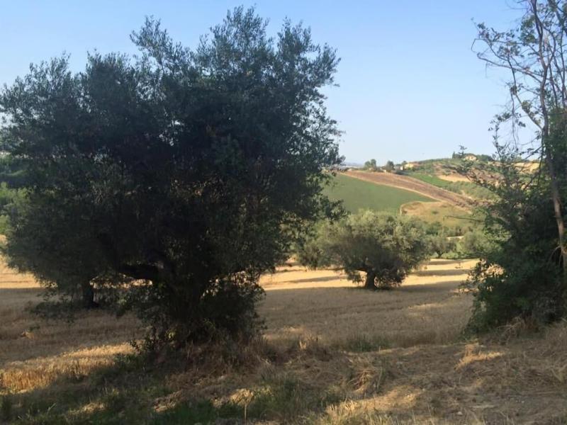 B&B Azienda Perconti — photo 5