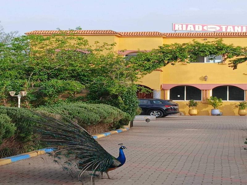 Riad Tanjil image