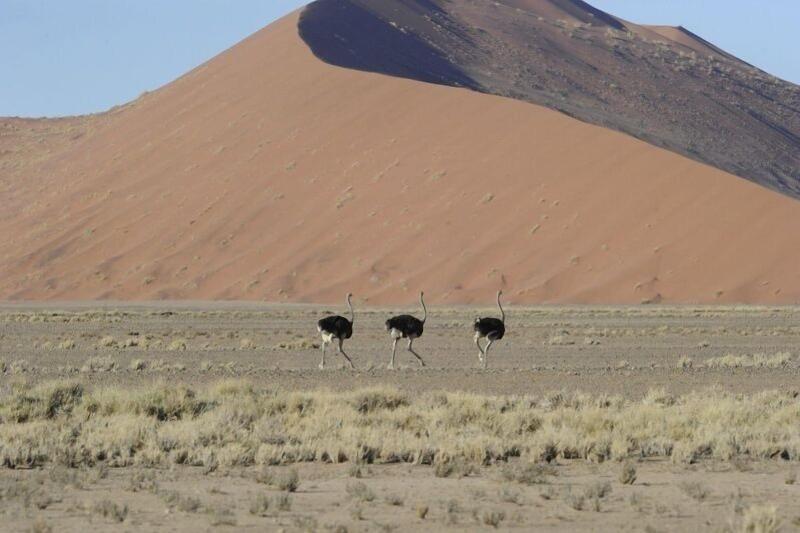 Hoodia Desert Lodge image