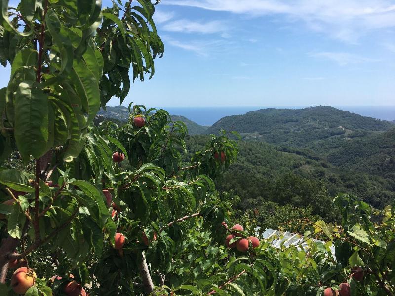 Agriturismo LaValleggia image