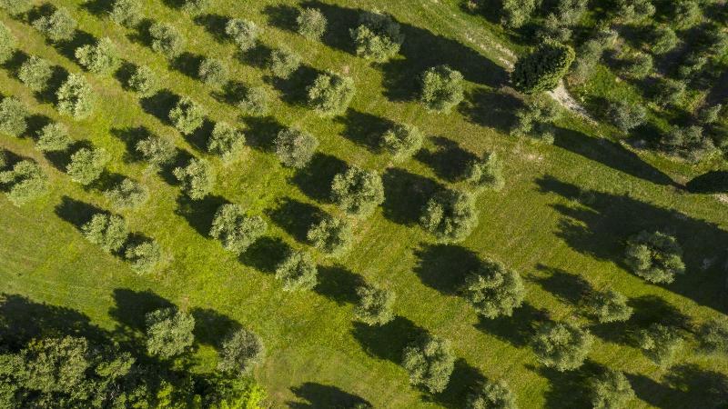 Agriturismo Borgo il Mezzanino — photo 5