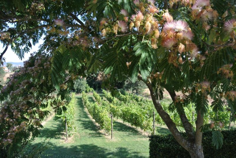 Agriturismo I Profumi dell'Orto image