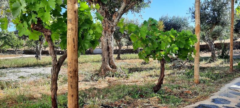 Quinta da Soneca-Turismo Rural Lda image
