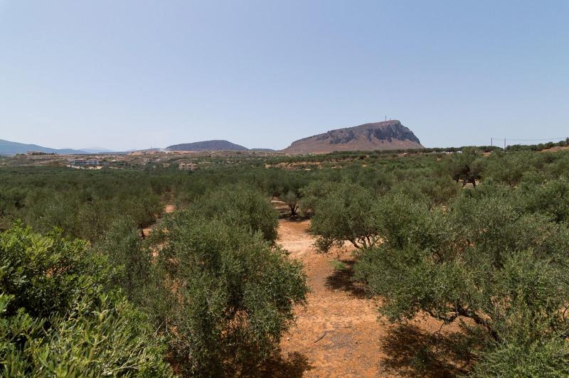 Athena Villas Olive Grove & Estate image