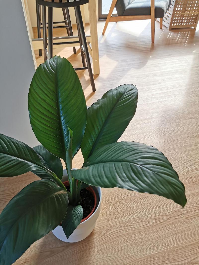 Gardenstay image