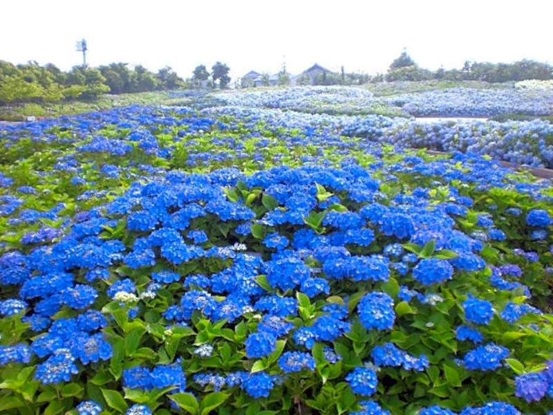 Kuwana Park Hotel image