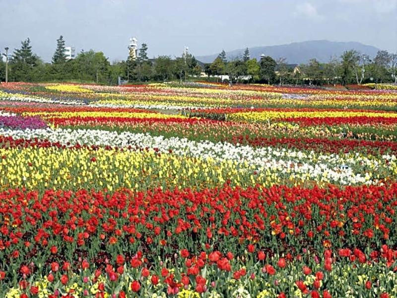 Kuwana Park Hotel image
