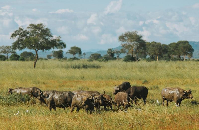 Mikumi Safari Lodge