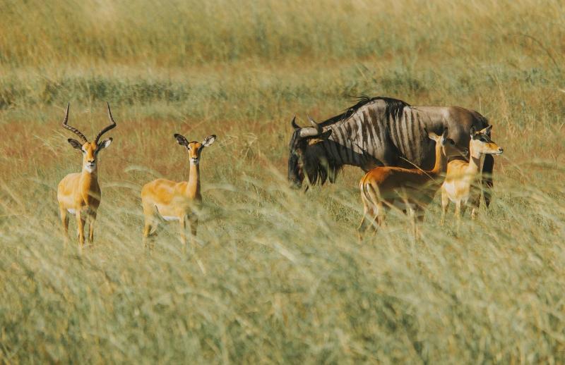Mikumi Safari Lodge