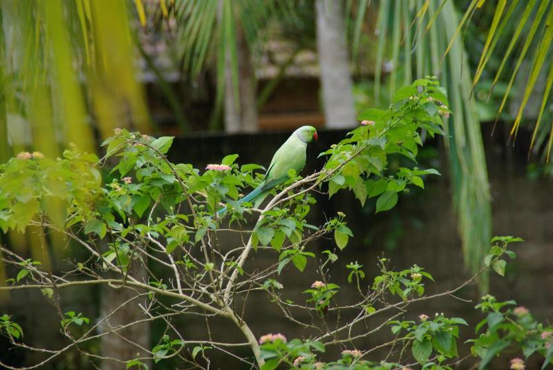 King Coconut Lodge image