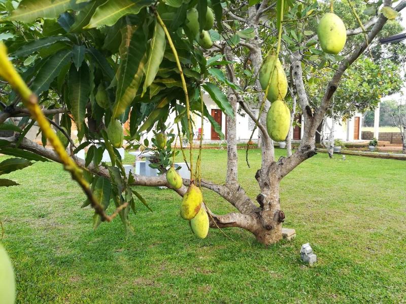 Four Points Resort - Anuradhapura image