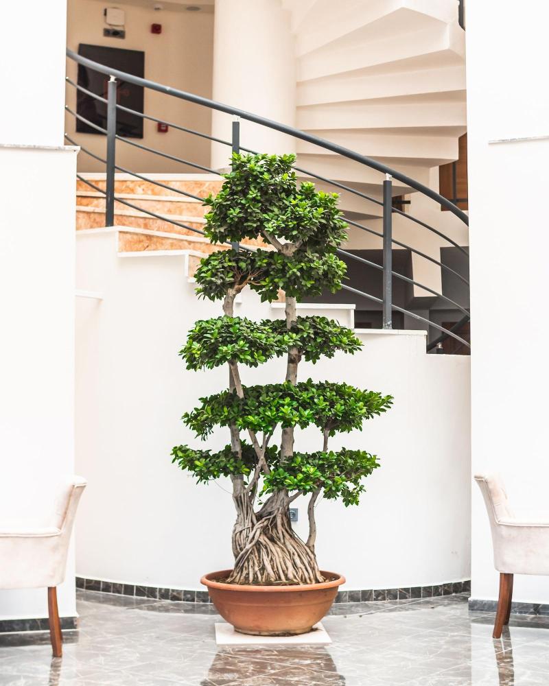 Dalya Resort Hotel image