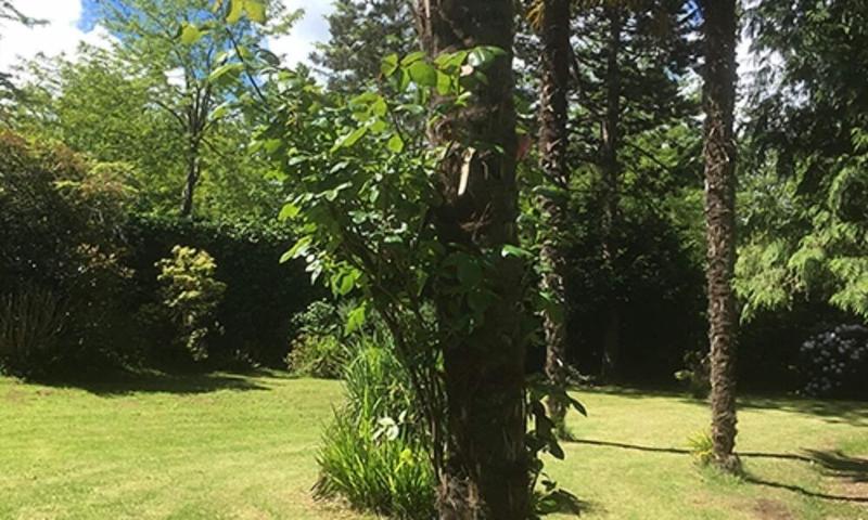La Maison ChicorÃ©e — photo 3