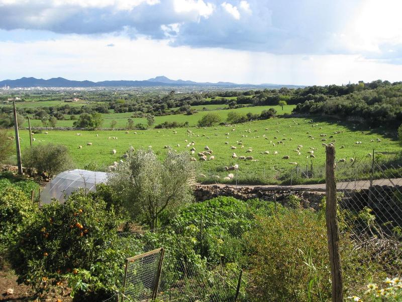 Finca Sa Cova Vella — main photo