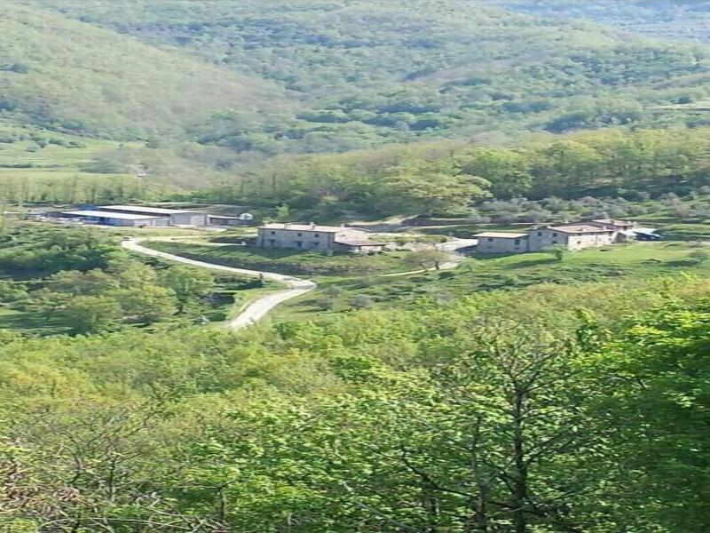Le Chianine dei Tognoli image