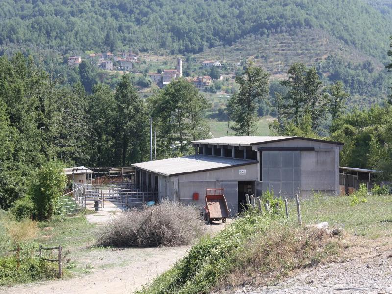 Le Chianine dei Tognoli image