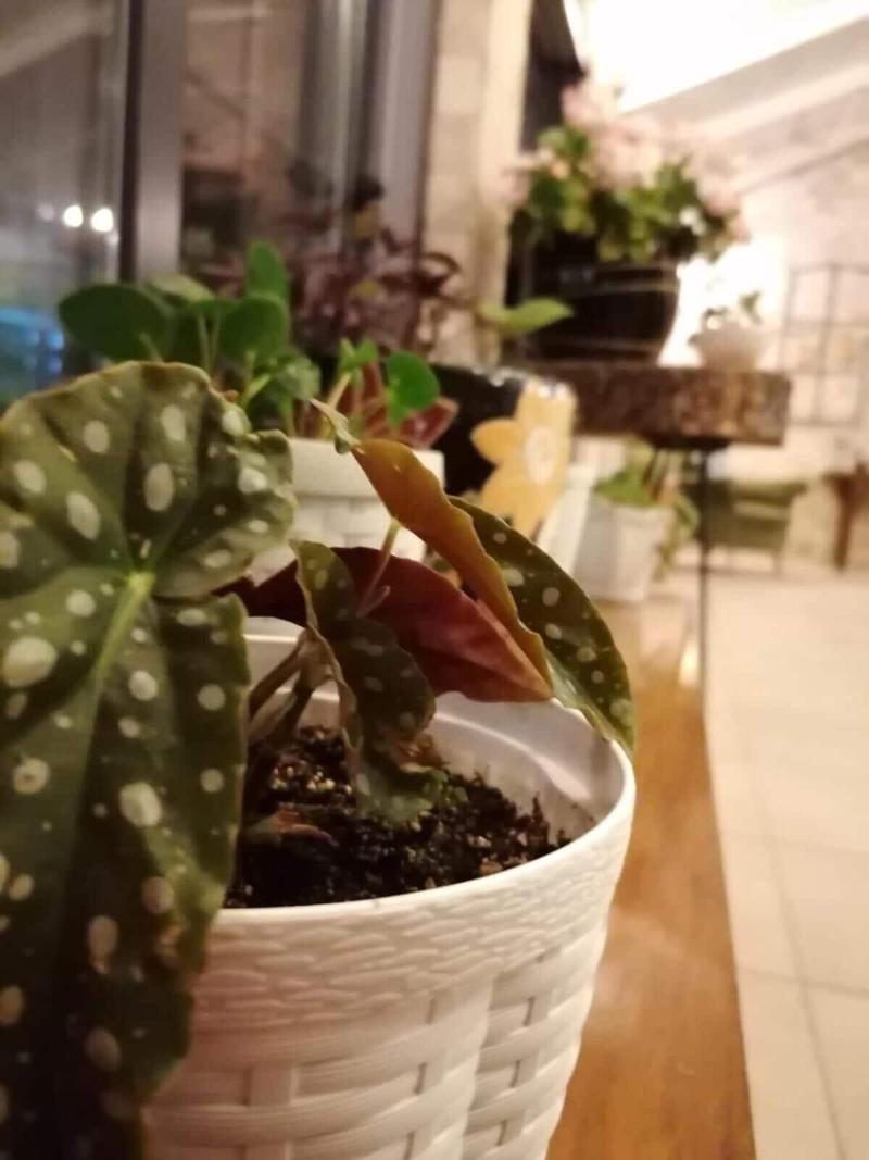 Ceneviz Hotel — photo 17