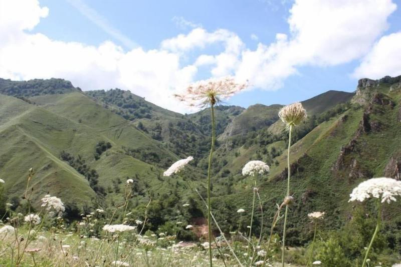 El Colladin image