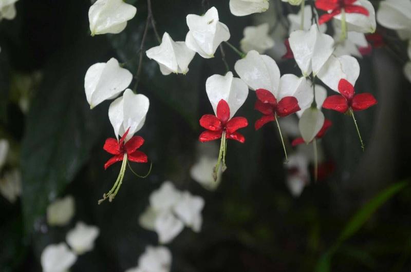 Fu Sen Satoyama image