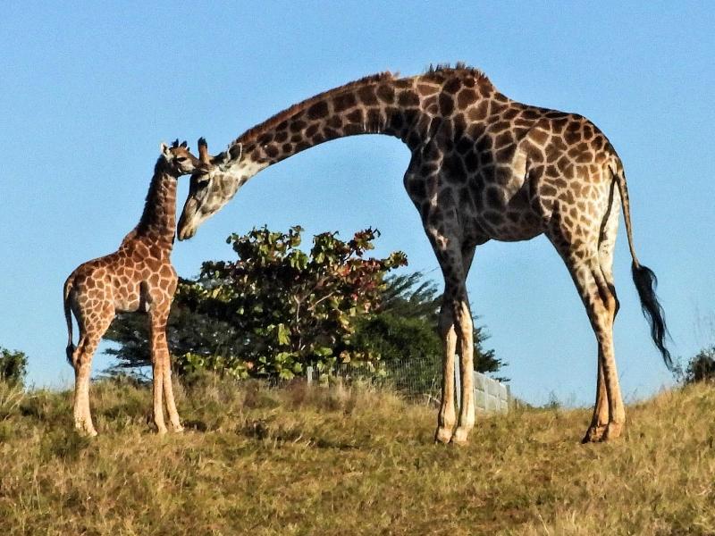 Ezulwini Game Lodge