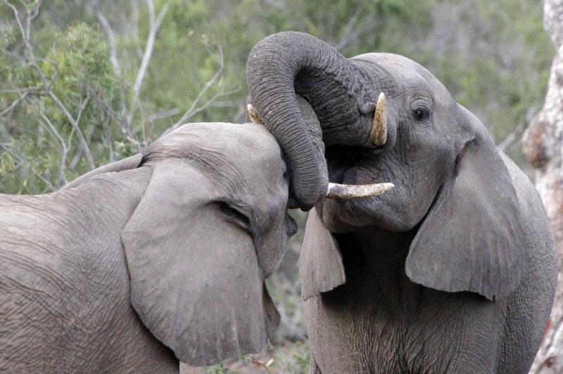 Ezulwini Game Lodge