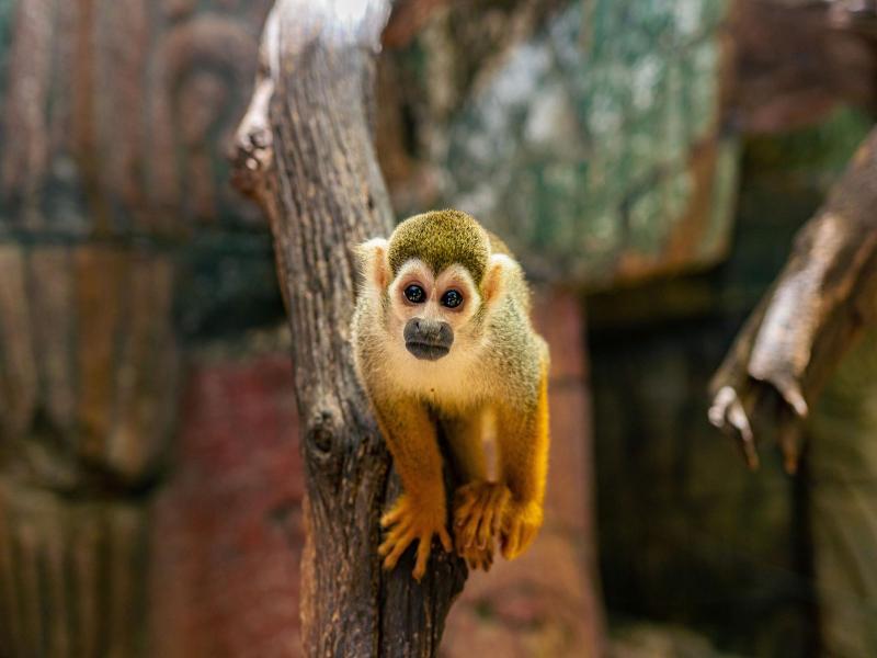 Amazonia - The Jungle Experience Resort image