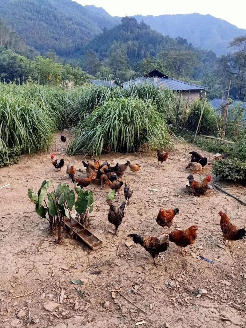 Natural Lodge Homestay